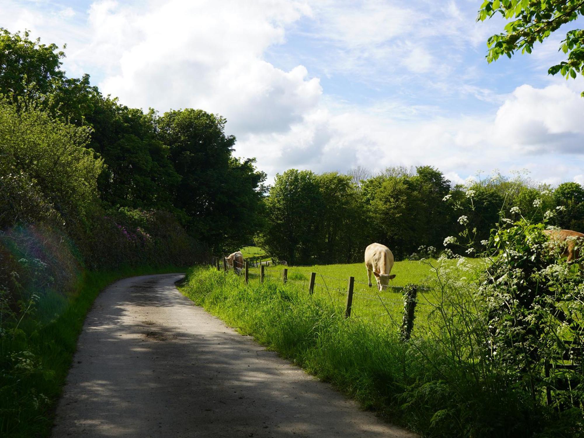 Roe Deer Lodge Newton Stewart Luaran gambar